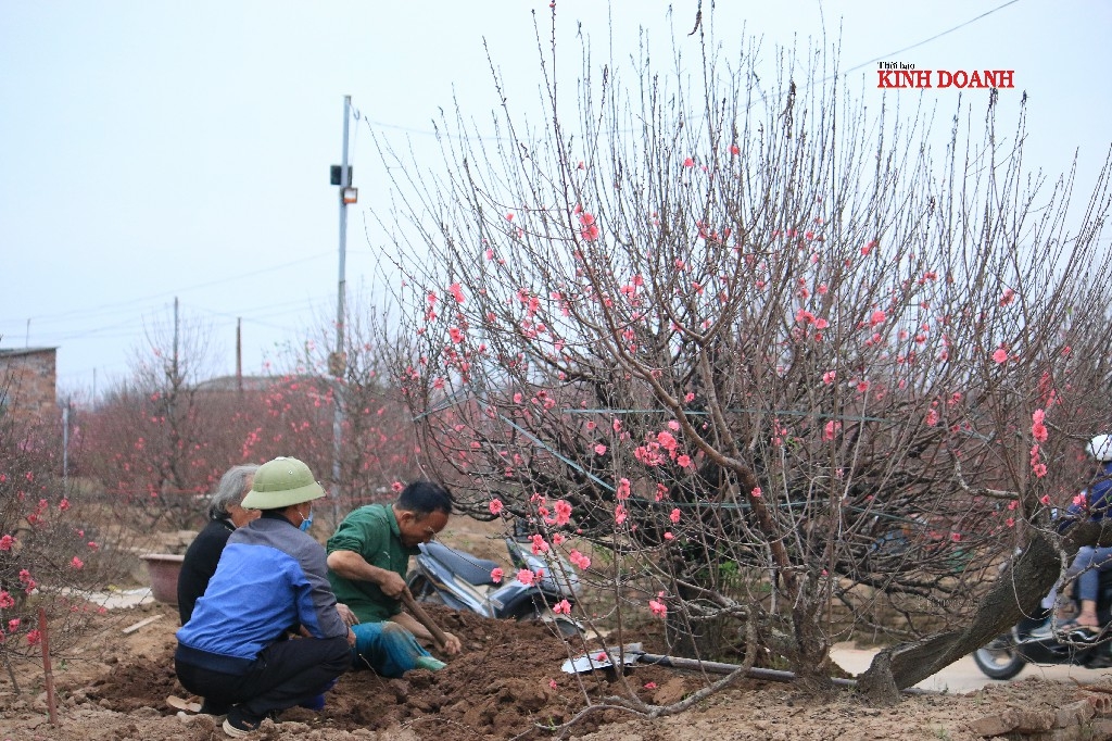 Cây đào cổ thụ có tuổi đời vài chục năm rất “độc”, thân cây xù xì hằn dấu thời gian được người dân đóng gốc, lên chậu giao cho khách.