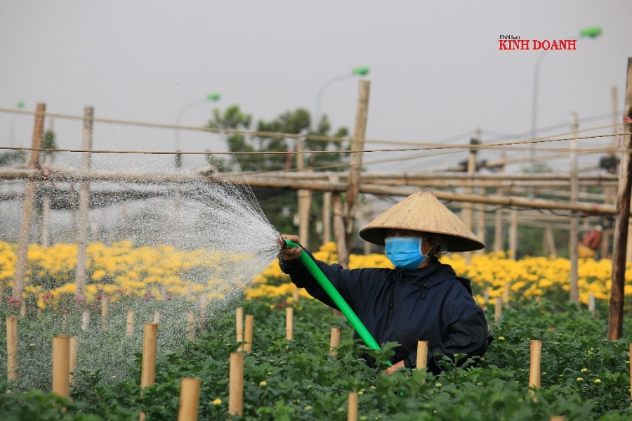 Người dân Tây Tựu vẫn tiếp tục chăm sóc vụ hoa Tết dù giá xuống tận đáy