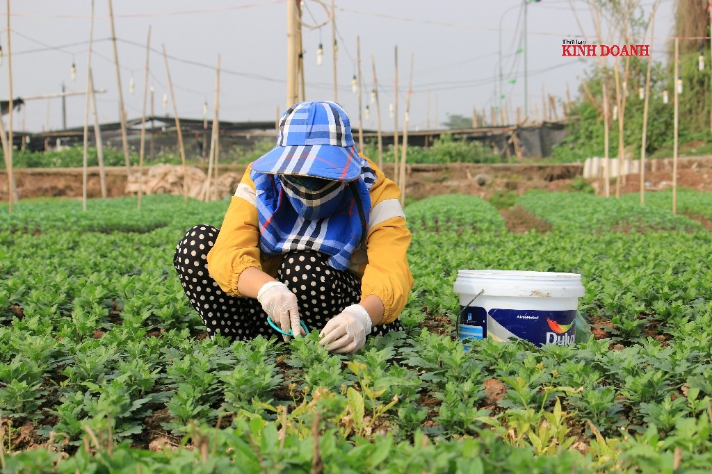 Dù những khó khăn bộn bề nhưng người làng Tây Tựu, Hạ Mỗ vẫn quyết bám trụ, tiếp tục ươm những mầm xanh.