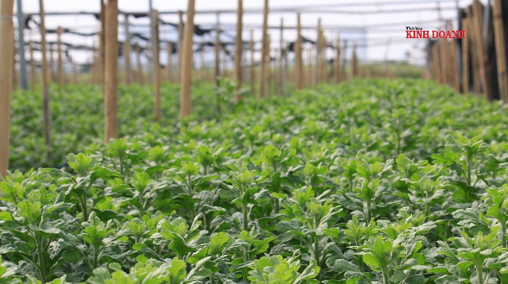 Mong chờ một “Mùa xuân mới” không Covid - 19, tốt đẹp và bình an hơn cho tất cả người Việt Nam.