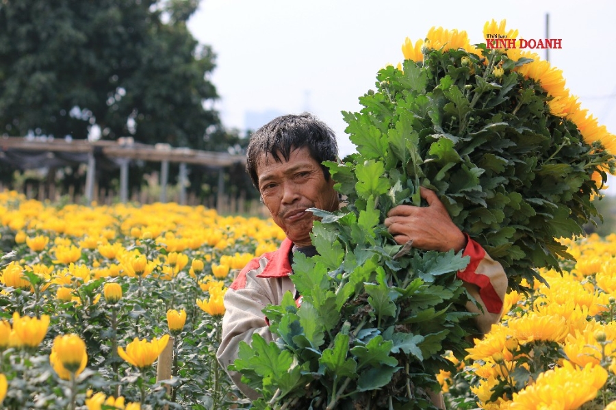 Hoa cúc tại vườn có giá từ 1 nghìn đồng/bông, người dân không khỏi lo lắng.