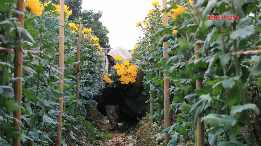 Những vựa hoa đang cười, còn người dân đang khóc.