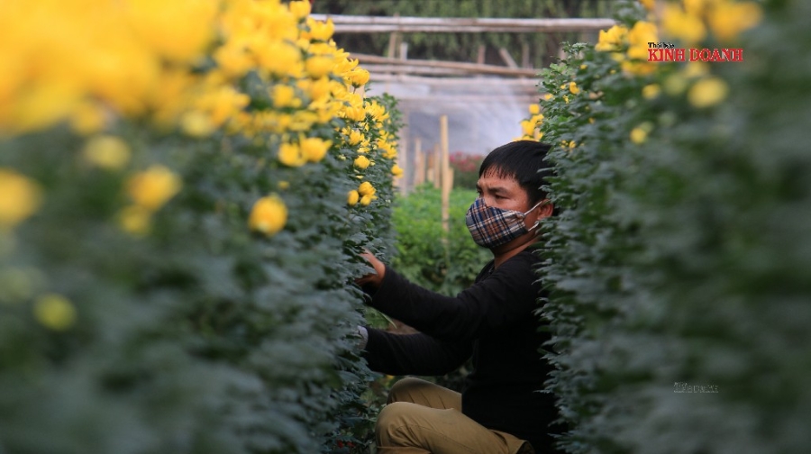 Người dân thu hoạch, bán gỡ gạc chút vốn.