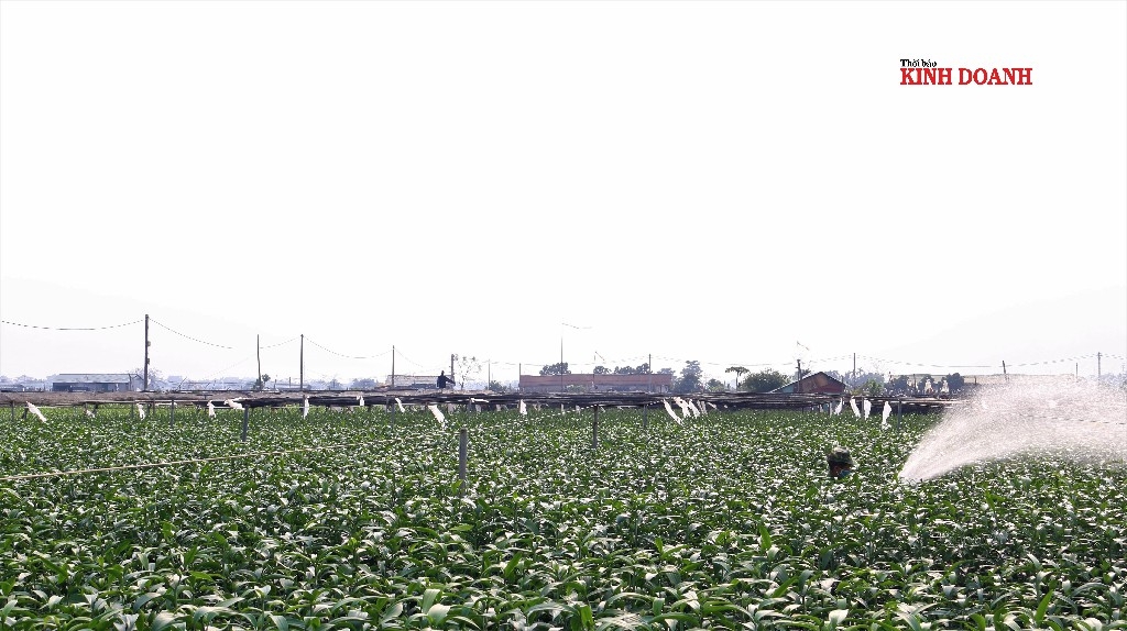 Vựa hoa ly lớn Hạ Mỗ cũng ảm đạm, đìu hiu dù chỉ còn 1 tuần nữa là Tết.