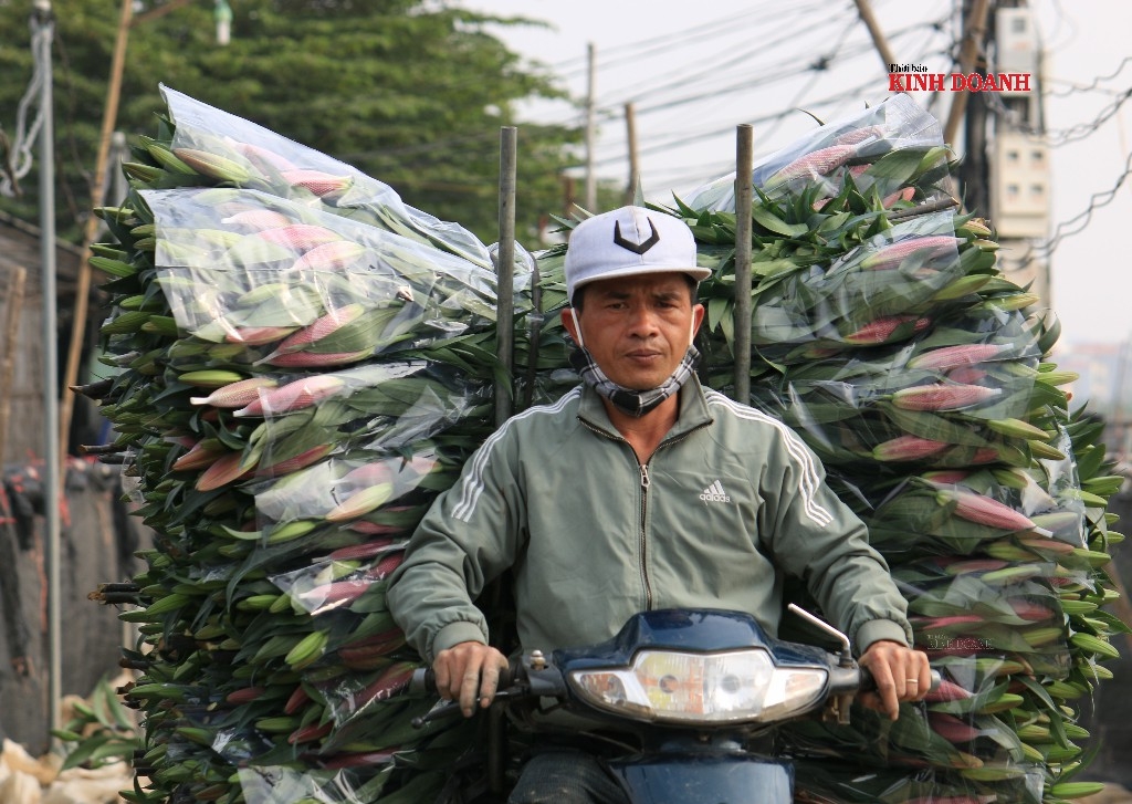 Thương lái chỉ lấy hàng số lượng nhỏ, không đánh ô tô đế chở vì sợ ế.