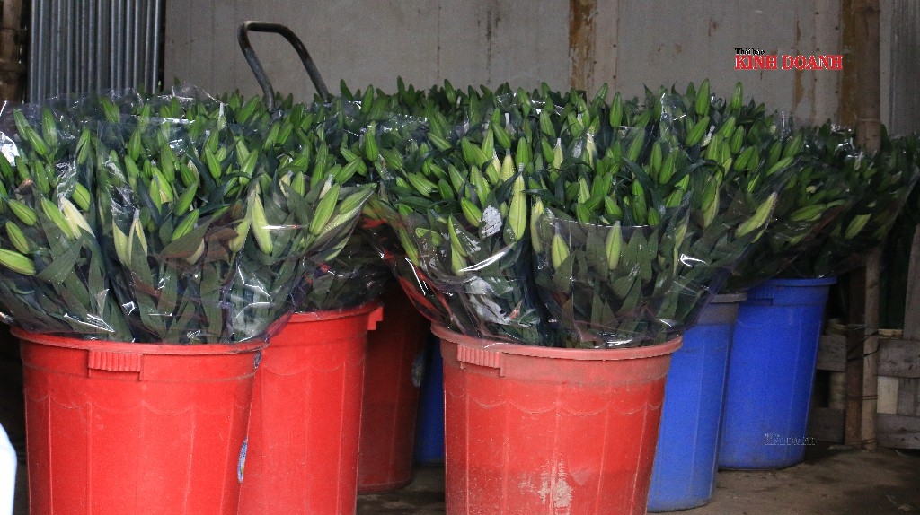 Hoa được cắt về chờ... thương lái đến đón.