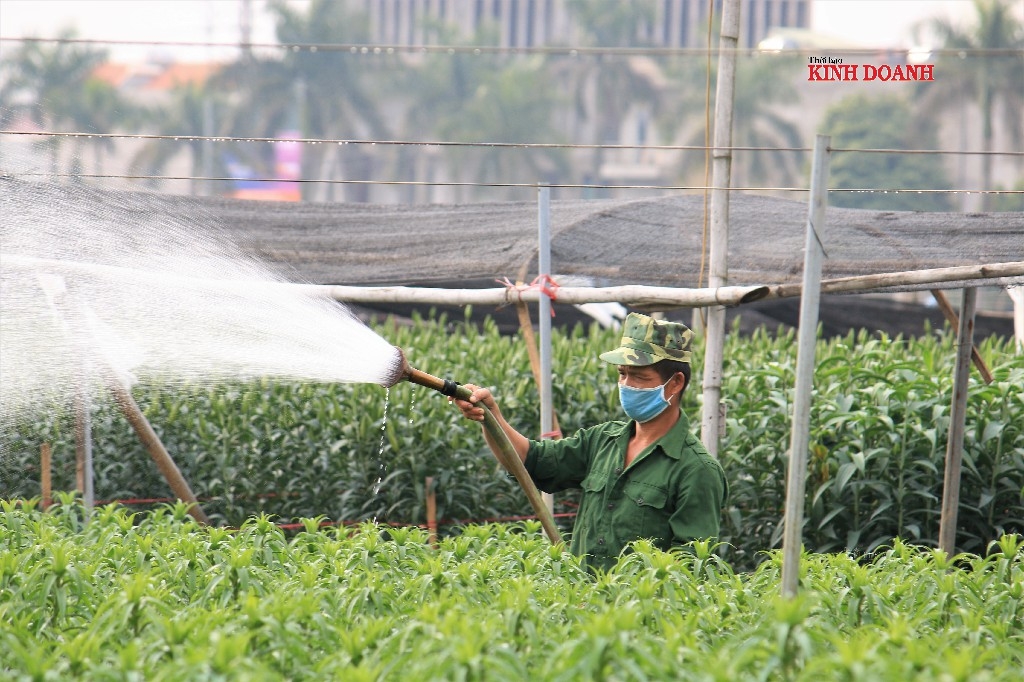 Trồng hoa ly cần đầu tư vốn nhiều, kỳ công chăm sóc.