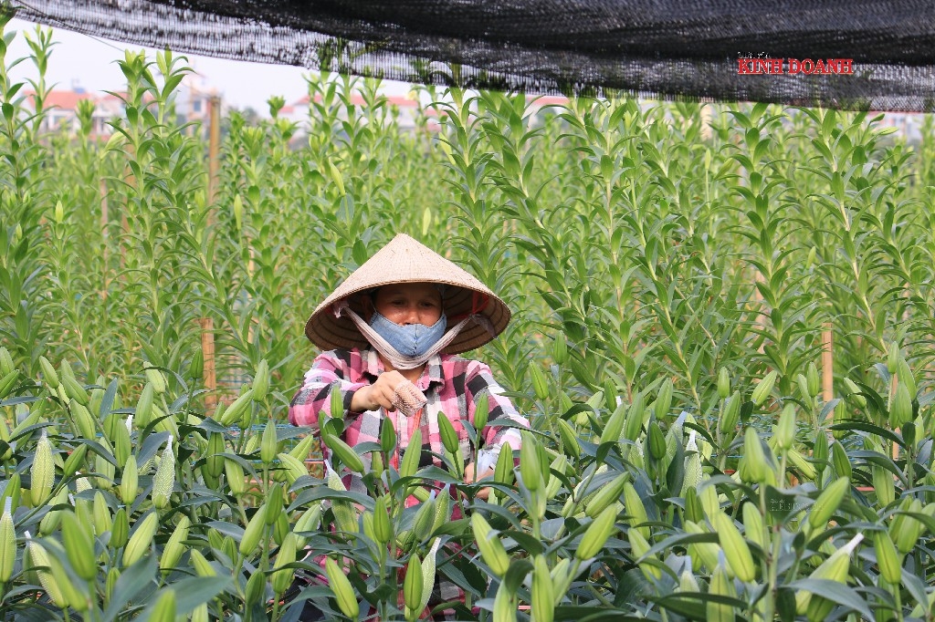 Người dân dùng túi nilon để bọc đầu bông, giữ hoa nở đúng dip Tết.