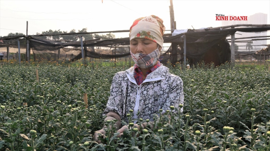 Bà Nguyễn Thị Anh ở phường Tây Tựu rầu rĩ chia sẻ về một năm biến động của người trồng hoa.