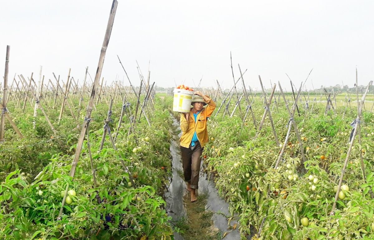 Sản xuất hữu cơ giúp cây vụ Đông ở Yên Mô cho giá trị cao (Ảnh TL).