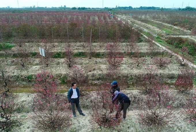 Các nhà vườn cũng thấp thỏm vì hai thị trường lớn là Hải Dương và Quảng Ninh xuất hiện ổ dịch.