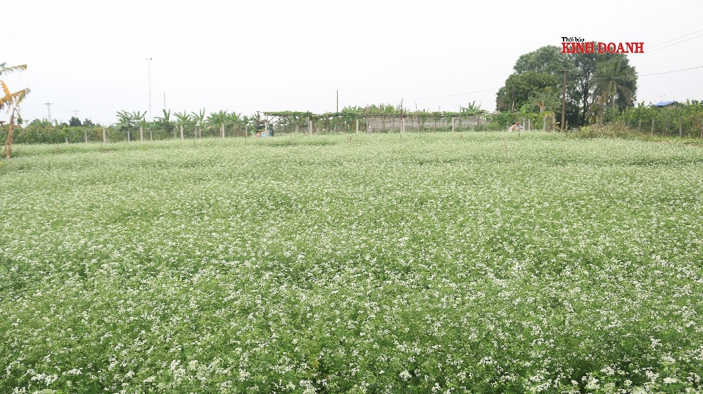 Cánh đồng hoa mùi tại làng Hoạch An (xã Kim An, Thanh Oai, Hà Nội).