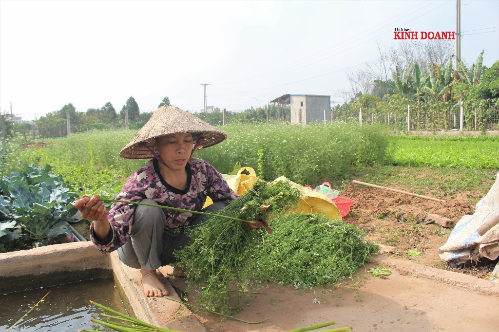 Bà Trần Thị Huyền đang bó mùi, chuẩn bị đem vào chợ đầu mối bán cho tiểu thương.