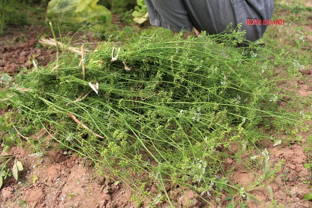 Mùi già có thể bào chế thành nhiều sản phẩm như xà bông, tinh dầu, lá thơm sấy khô...