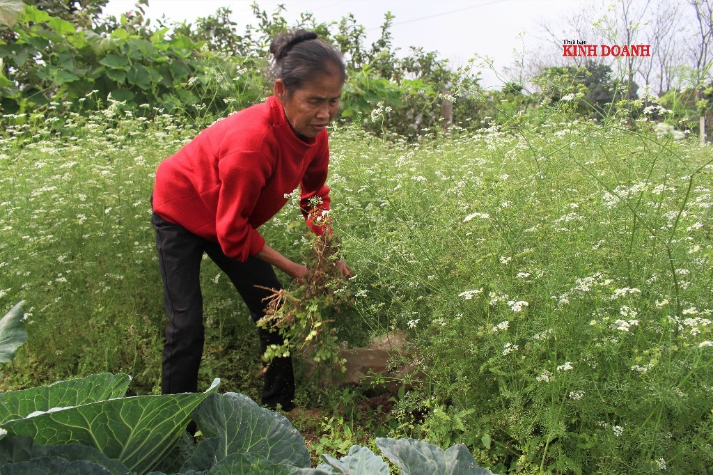 Một sào mùi, người dân có thể thu 5-6 triệu đồng.