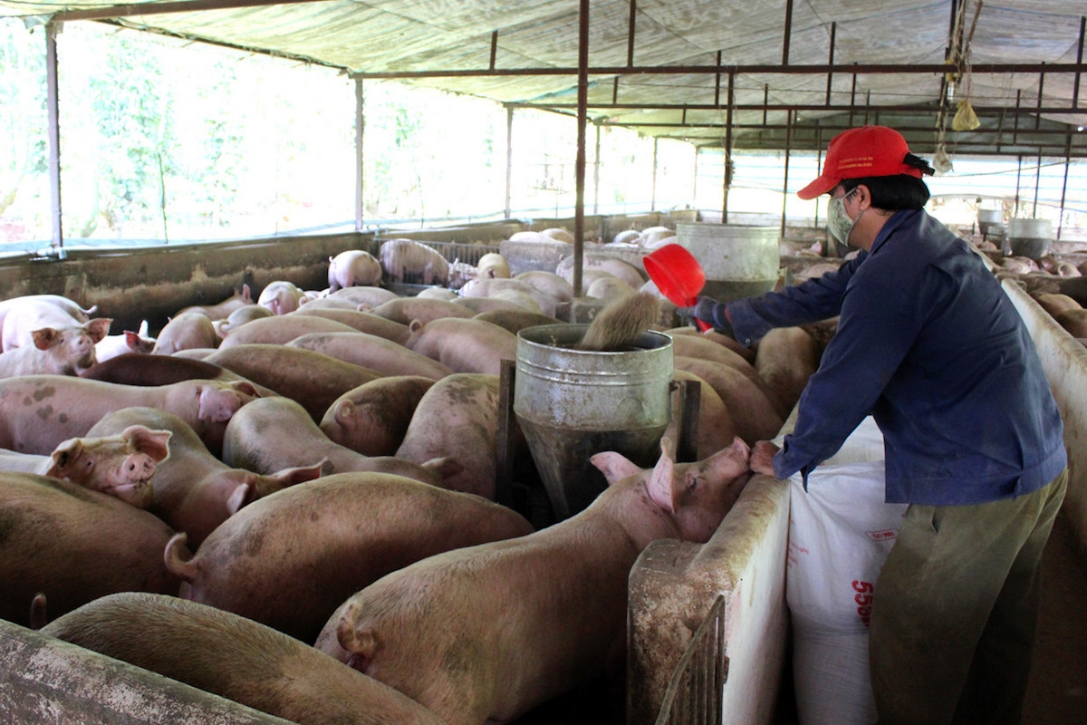 Giá lợn hơi tăng 1.000 đồng/kg trong phiên giao dịch đầu năm Tân Sửu 2021.