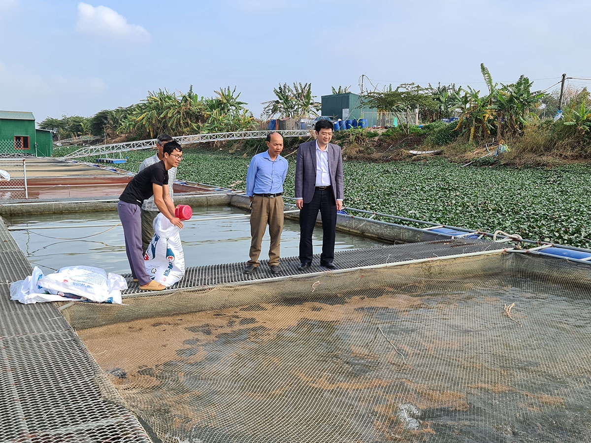 HTX chăn nuôi thủy sản Thu Nam Toản Chí Hải rất lo lắng vì sản lượng cá còn lại rất khó tiêu thụ.