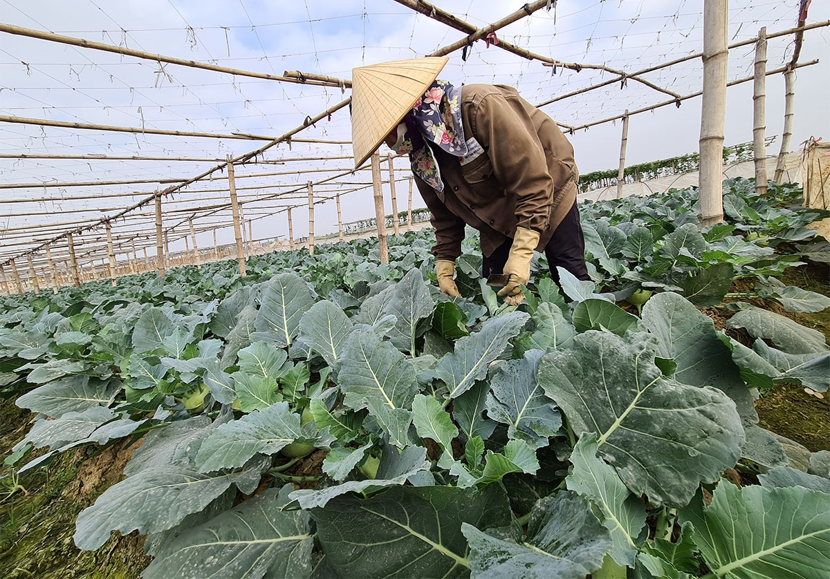 Nhiều diện tích rau của thành viên HTX tân Minh Đức đến thời kỳ thu hoạch nhưng không có thương lái đến thu mua.