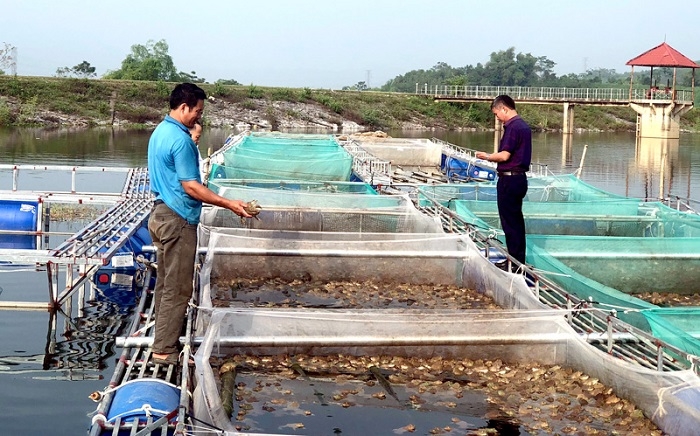 Khu vực hồ nuôi ếch kết hợp cá rô đồng của HTX Tiến Thành.