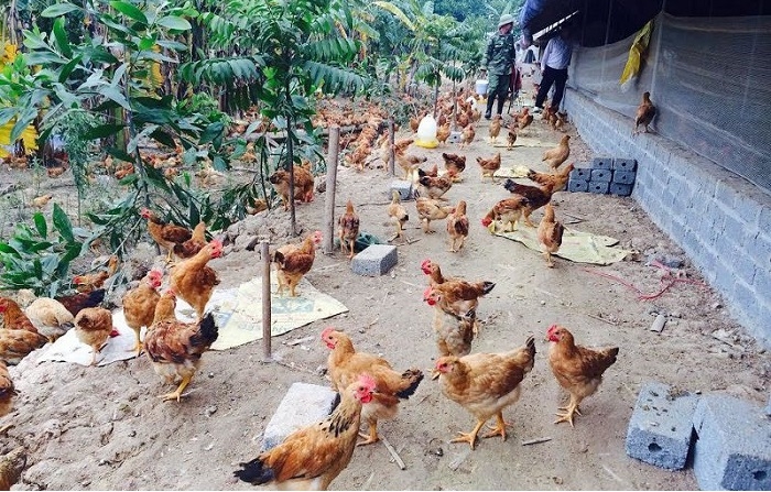 Khu vực chăn nuôi được đặt xa khu dân cư nên không ảnh hưởng đến đời sống của người dân.