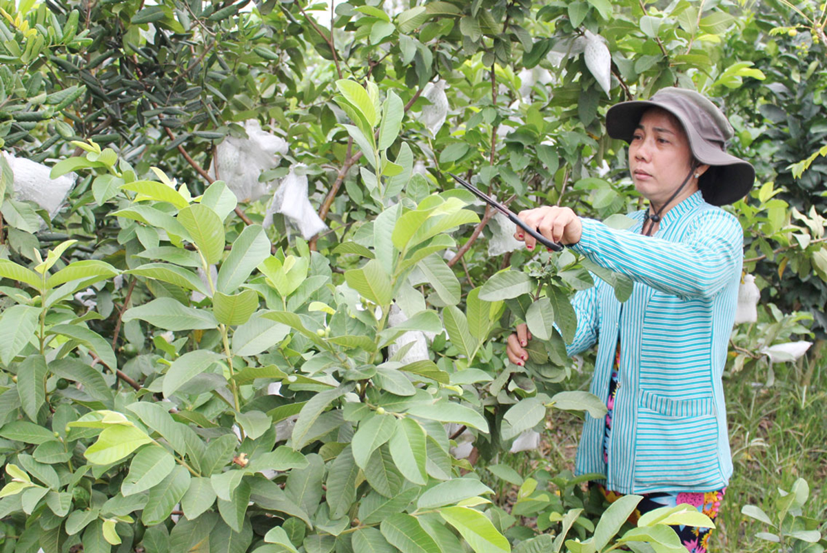 Mô hình trồng ổi theo hướng an toàn sinh học cho hiệu quả cao hơn (Ảnh TL).