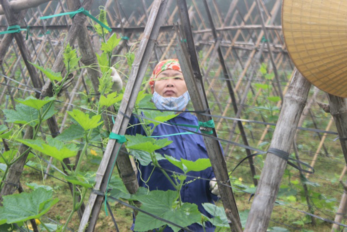 Liên kết giúp nông dân nâng cao năng lực sản xuất, gia tăng sức cạnh tranh (Ảnh TL).