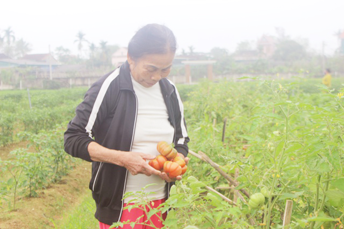 Sản xuất hữu cơ mang lại sản phẩm có chất lượng vượt trội (Ảnh TL).
