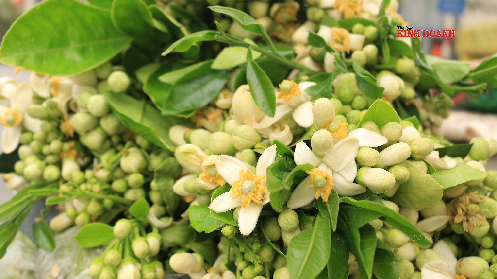 Giá hoa bưởi được bán từ 25.000- 30.000 đồng/lạng.