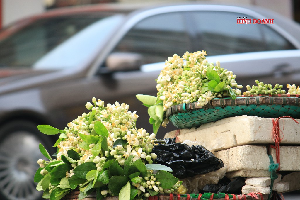 Hoa bưởi thường được mua về để lễ chùa, thắp hương, ướp trà, ướp, cắm cho thơm hoặc gội đầu.