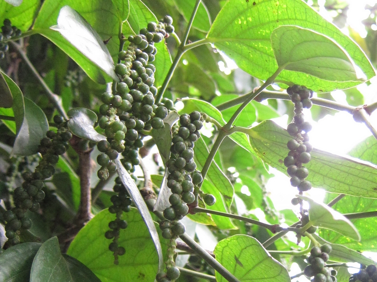 Giá tiêu ngày 19/2 trong khoảng 51.000 - 53.500 đồng/kg.