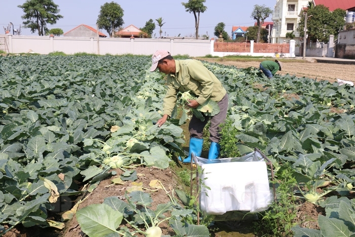 Su hào đến kỳ thu hoạch nên cần đẩy mạnh tiêu thụ gấp.