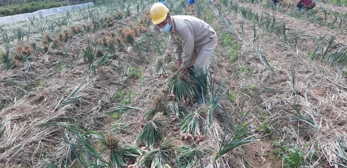 Hải Dương còn khoảng 90.000 tấn rau màu vụ đông cần tiêu thụ, chủ yếu là hành, tỏi, cà rốt, rau ăn lá.