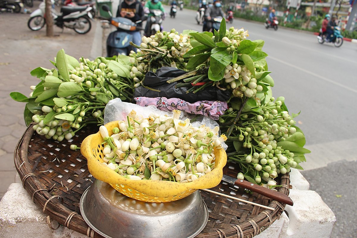 Hoa bưởi đã trở thành đặc sản của Thủ đô mỗi độ xuân về.