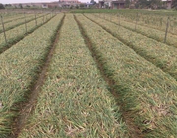 Dù đã đến kỳ thu hoạch nhưng vì khó khăn trong tiêu thụ nên những cây tỏi ở xã Thụy An vẫn đổ rạp trên các luống.