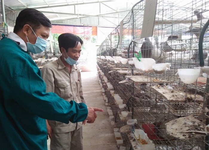 Trang trại nuôi chim bồ câu của HTX Quốc Anh được đánh giá là hiện đại và có quy mô lớn nhất vùng.