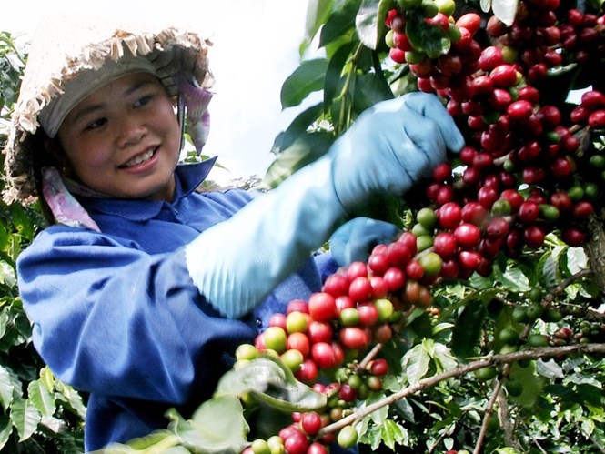 Giá cà phê ngày 23/2 tăng mạnh 700 - 800 đồng/kg.