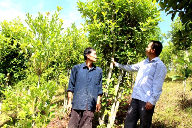 Người dân Đường Âm thực hiện trồng hồi theo hướng hàng hóa để phục vụ chế biến.