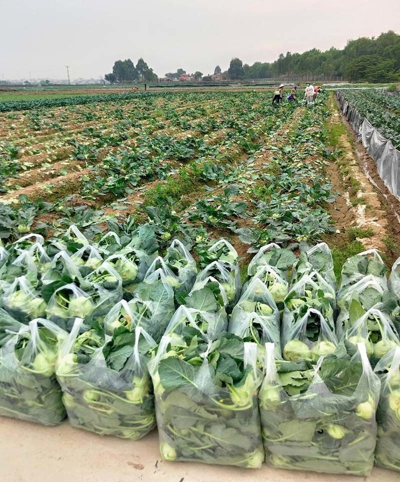 Nông sản giải cứu được thu gom, khử khuẩn trước khi đưa về Hà Nội.