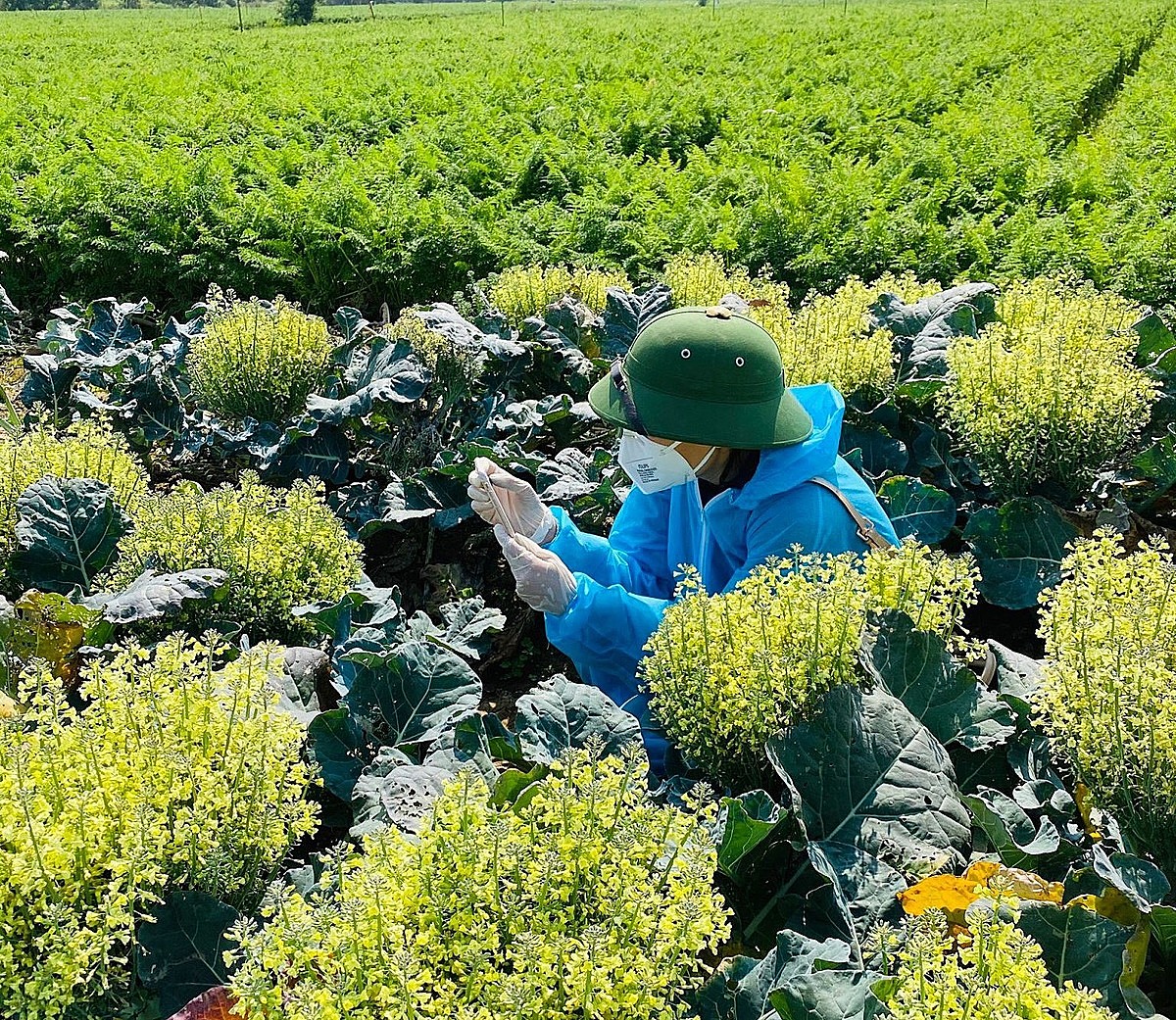 Nông dân Hải Dương rơi vào cảnh hoa cười, người khóc.