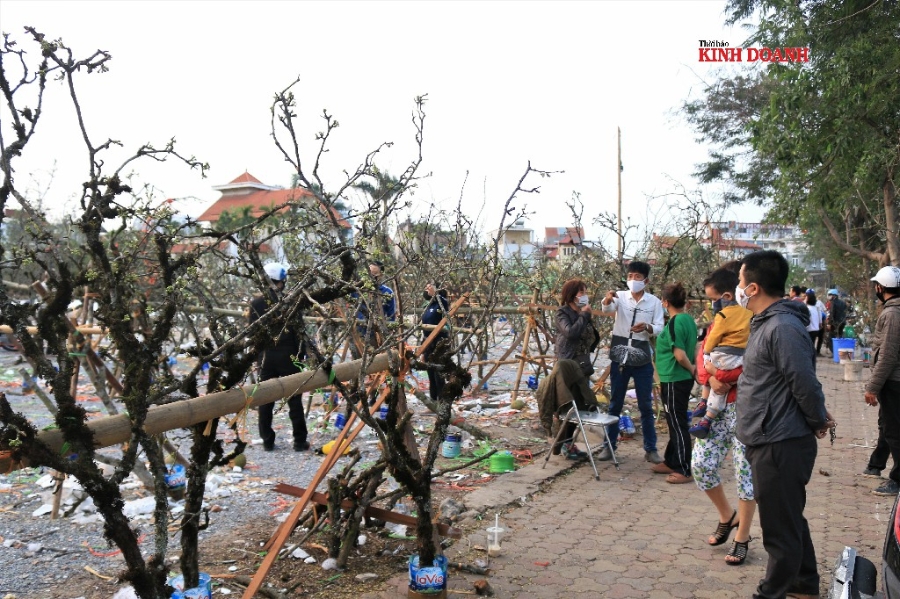 Dọc đường Lạc Long Quân, Âu Cơ, chợ hoa Quảng Bá..., hàng nghìn cành lê nở hoa trắng muốt được các tiểu thương bày bán. Thị trường tấp nập nhất vào buổi sáng và cuối giờ chiều.