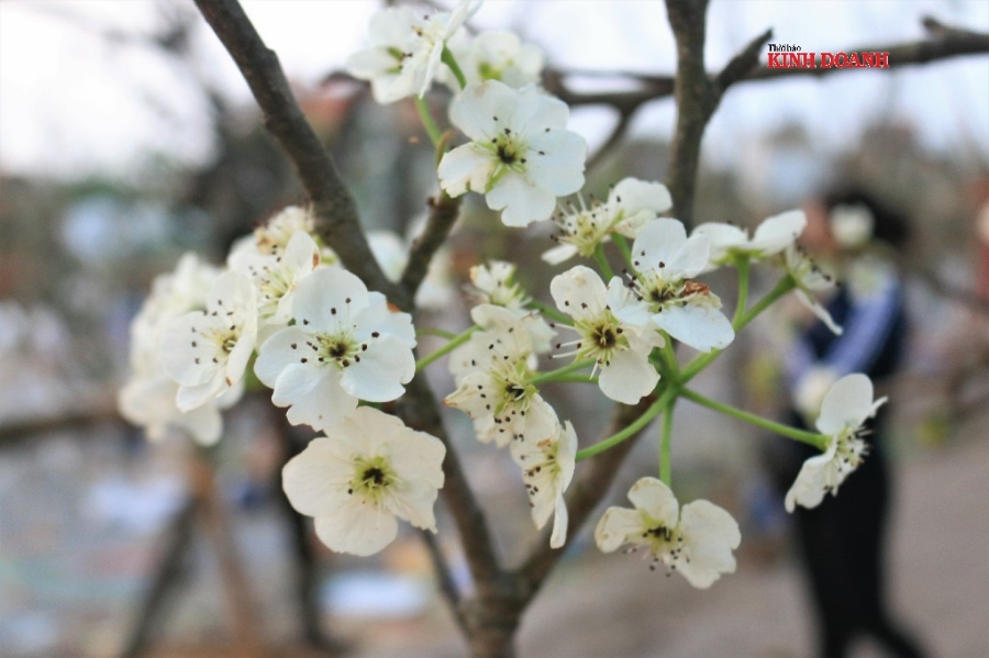 Lê trắng chủ yếu được nhập từ Cao Bằng, Lào Cai, Hà Giang, Lạng Sơn… từ trước Tết, chờ bung hàng cho người dân chơi Rằm tháng Giêng.