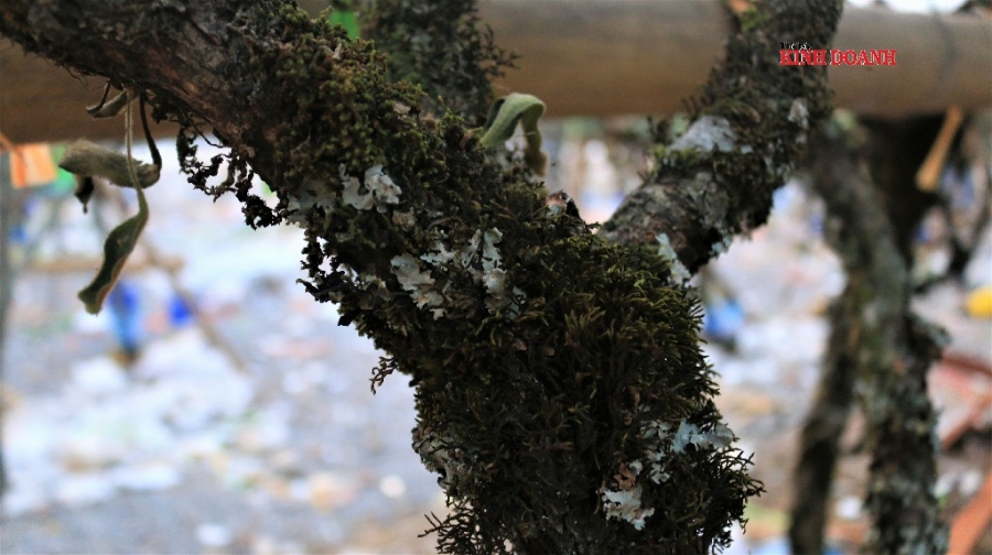 Các tiểu thương tiết lộ những cành lê “xịn” có tuổi đời lâu năm thì thân cây có nhiều điểm mốc, rêu phong trắng xóa, có cây leo tầm gửi.