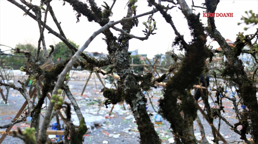 Vài năm trở lại đây, người Hà Nội rất mê chơi các dòng lê, mận vùng cao, bởi chúng mang vẻ đẹp tự nhiên, hoang sơ, mang đậm chất núi rừng Tây Bắc.