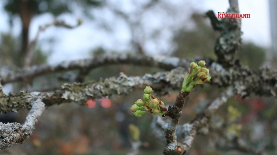 So với đào, mai, hoa lê có độ bền lâu hơn, thường xuyên thay nước, cành tiếp tục đâm chồi, ra nụ, có thể chơi được 2 tháng.