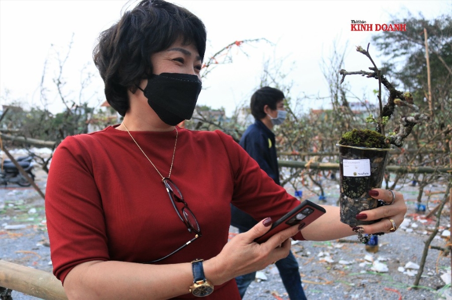Những chậu lê bonsai cũng được nhiều khách yêu thích. Chị Thanh Mai (Hà Nội) cho biết chị mua những cành to trưng tại phòng khách, còn muốn mua mấy cành dăm, chậu bonsai đặt bàn làm việc.