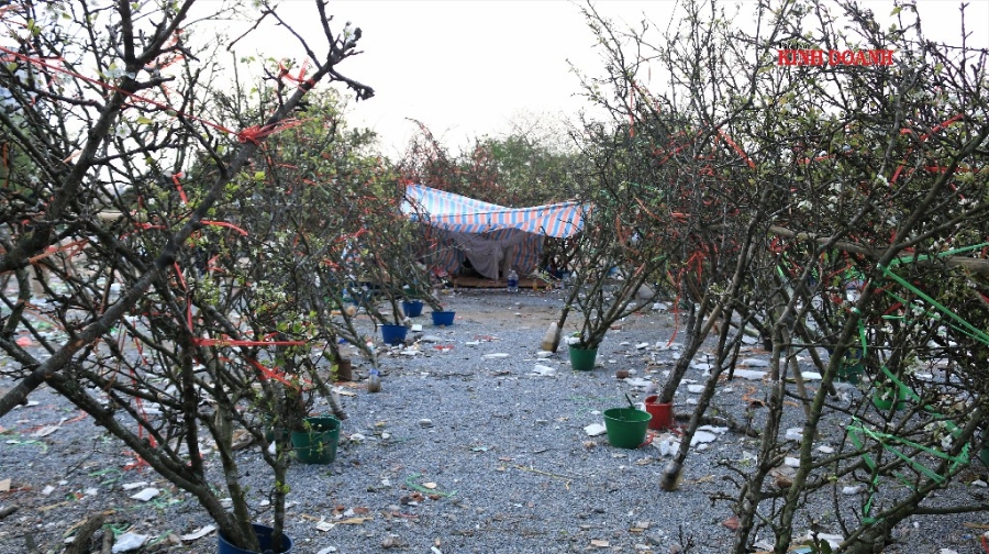 Các tiểu thương vùng cao xuống Thủ đô, chịu cảnh màn trời chiếu đất 2-3 tuần, lúc về sẽ rủng rỉnh tiền tiêu do nhu cầu tại Hà Nội cao, nhiều đại gia sẵn sàng rút hầu bao chơi lớn.