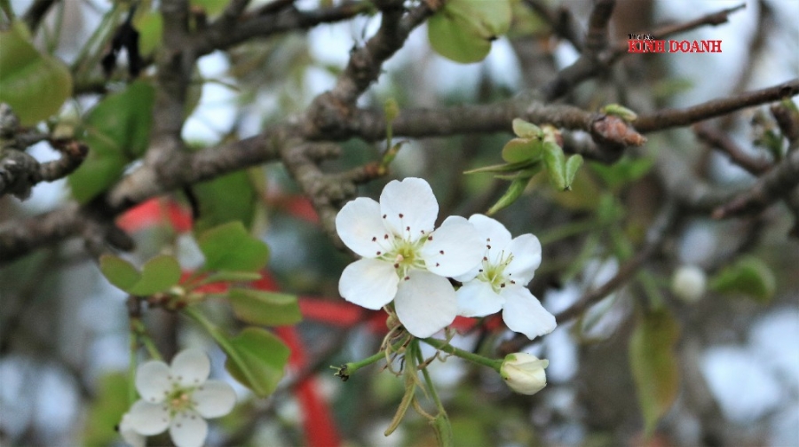 Hoa lê rừng khá đẹp, bông to, cánh tròn, mỏng tang, xếp dày thành từng lớp.