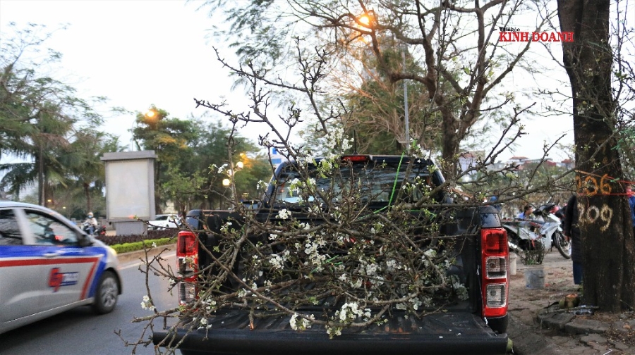 Nhiều đại gia đánh ô tô đến chở 5-6 cành lê về trưng các phòng, phủ kín biệt thự bằng hoa lê. Xuân Mai