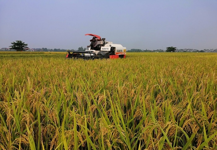 Mô hình sản xuất lúa hàng hóa đang thu hút được sự tham gia của người dân và doanh nghiệp.