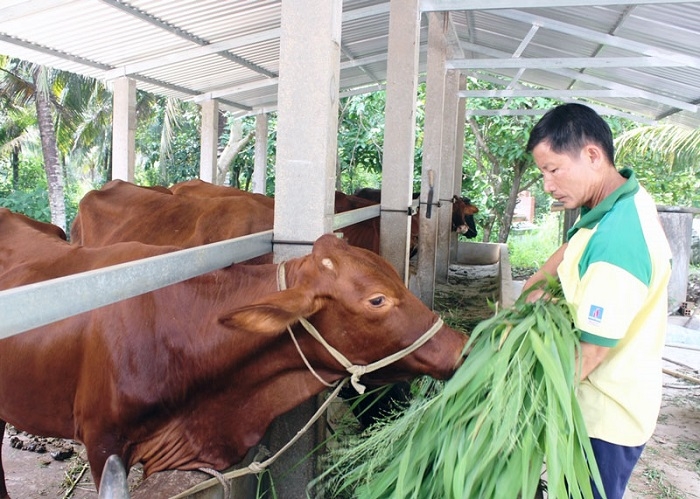 Nuôi bò theo hình thức nhốt chuồng tạo thuận lợi cho việc quản lý và hạn chế ô nhiễm môi trường.